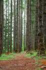 USA, Oregon, Springfield, Forest path, Fall Creek Lake. Art Print